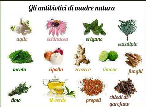 italstina prirodni antibiotika