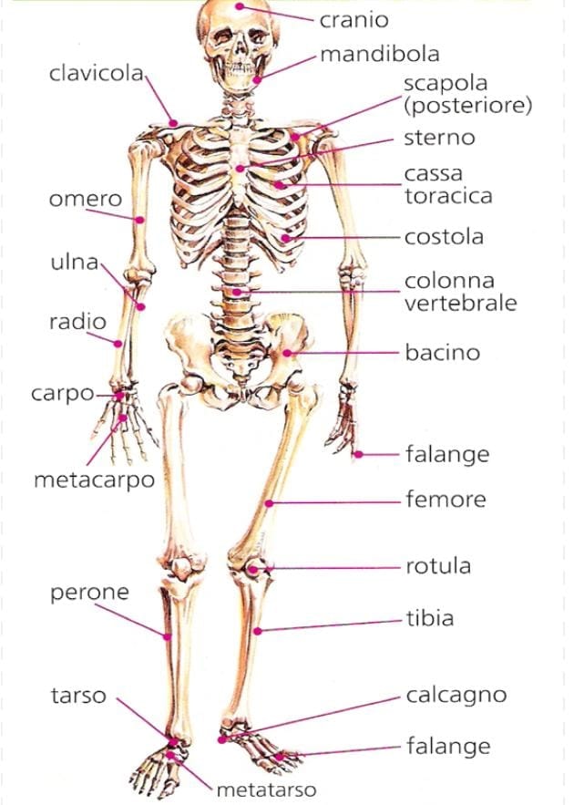 kostra kosti italsky