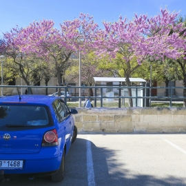 Mé auto mělo opět krásný výhled na parkovišti - už to tady vše kráááááásně kvete!